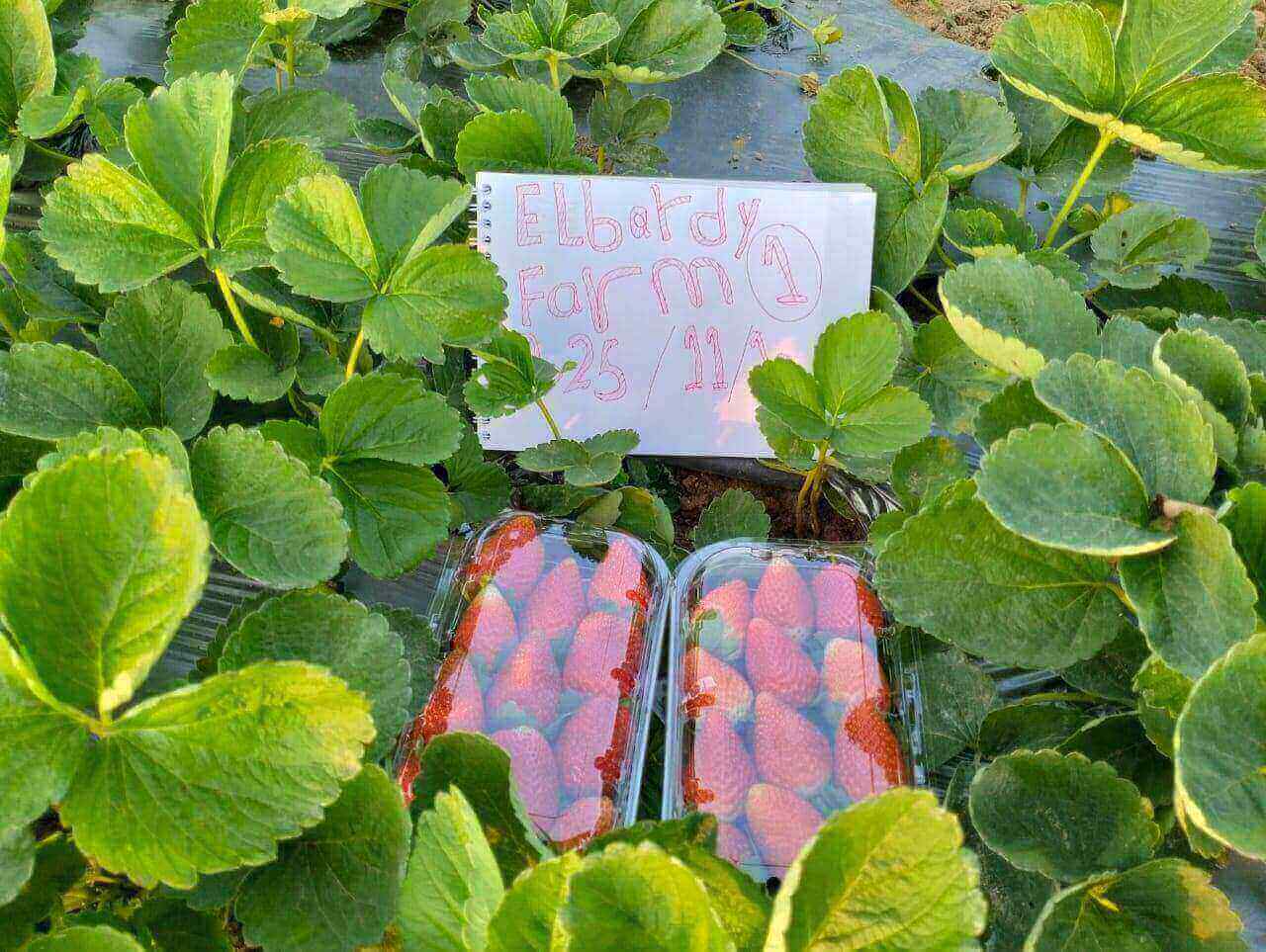 Fresh Strawberry Exporter From Egypt